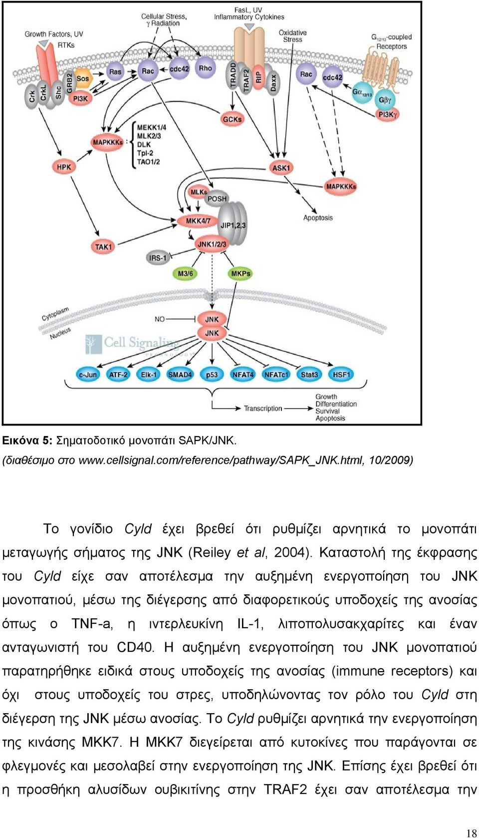 Καταστολή της έκφρασης του Cyld είχε σαν αποτέλεσμα την αυξημένη ενεργοποίηση του JNK μονοπατιού, μέσω της διέγερσης από διαφορετικούς υποδοχείς της ανοσίας όπως ο TNF-a, η ιντερλευκίνη IL-1,