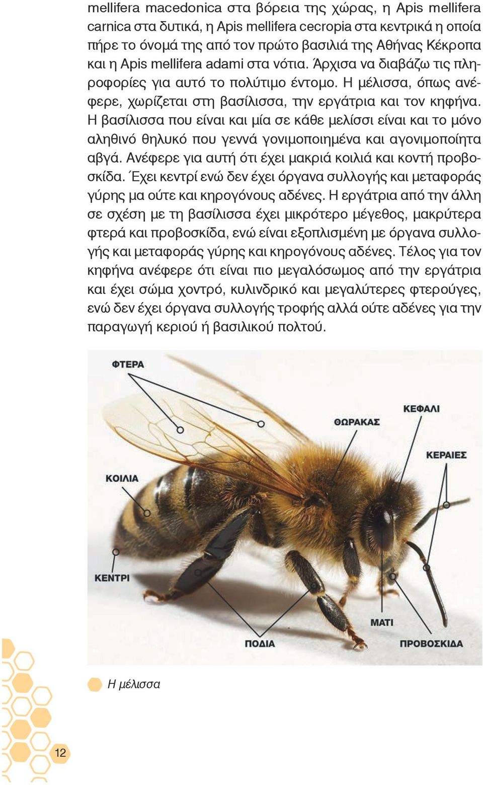 Η βασίλισσα που είναι και μία σε κάθε μελίσσι είναι και το μόνο αληθινό θηλυκό που γεννά γονιμοποιημένα και αγονιμοποίητα αβγά. Ανέφερε για αυτή ότι έχει μακριά κοιλιά και κοντή προβοσκίδα.
