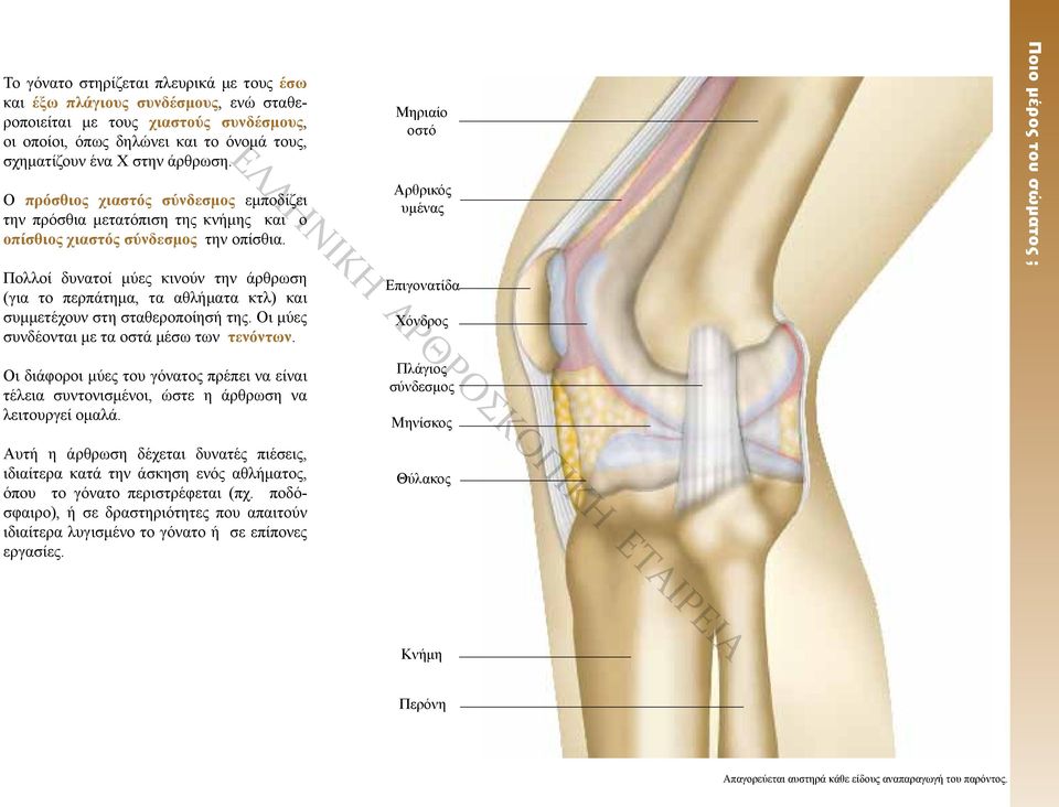 Μηριαίο οστό Αρθρικός υμένας Πολλοί δυνατοί μύες κινούν την άρθρωση (για το περπάτημα, τα αθλήματα κτλ) και συμμετέχουν στη σταθεροποίησή της. Οι μύες συνδέονται με τα οστά μέσω των τενόντων.