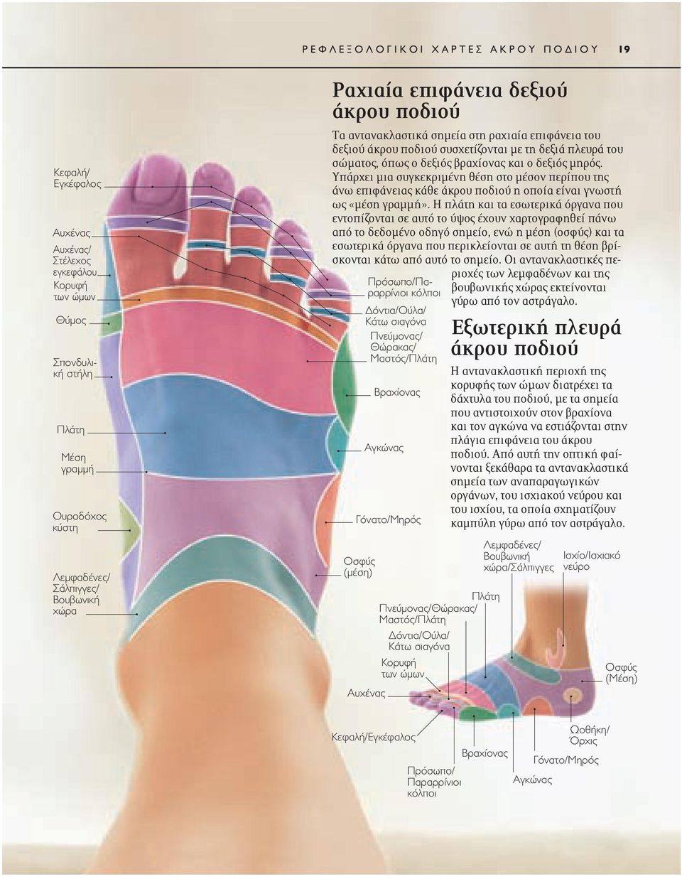 Πνεύμονας/Θώρακας/ Μαστός/Πλάτη Δόντια/Ούλα/ Κάτω σιαγόνα Κορυφή των ώμων Τα αντανακλαστικά σημεία στη ραχιαία επιφάνεια του δεξιού άκρου ποδιού συσχετίζονται με τη δεξιά πλευρά του σώματος, όπως ο