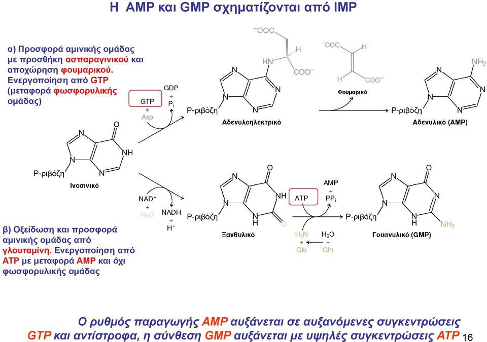 Ενεργοποίηση από GTP (μεταφορά φωσφορυλικής ομάδας) β) Οξείδωση και προσφορά αμινικής ομάδας από