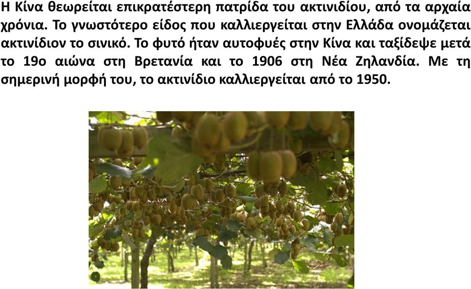 Το φυτό ήταν αυτοφυές στην Κίνα και ταξίδεψε μετά το 19ο αιώνα στη Βρετανία και το