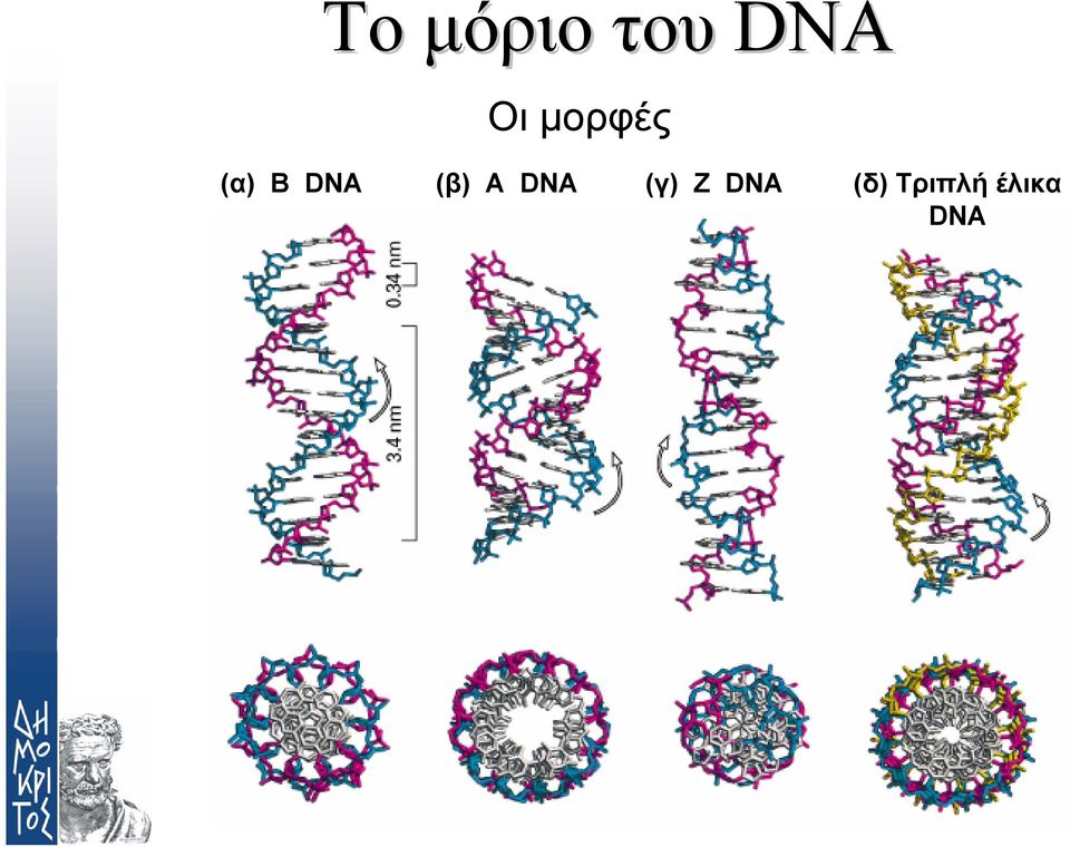 (β) Α DNA (γ) Ζ DNA