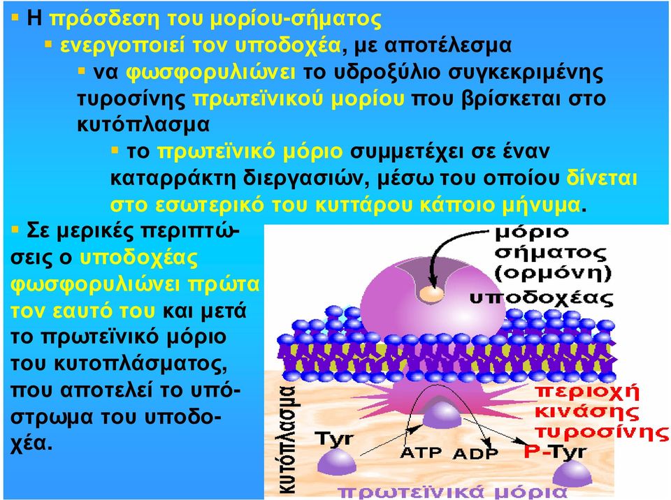 καταρράκτη διεργασιών, µέσω του οποίου δίνεται στοεσωτερικότουκυττάρουκάποιοµήνυµα.