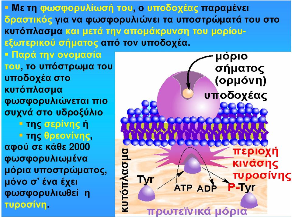 Παρά την ονοµασία του, το υπόστρωµα του υποδοχέα στο κυτόπλασµα φωσφορυλιώνεται πιο συχνά στο