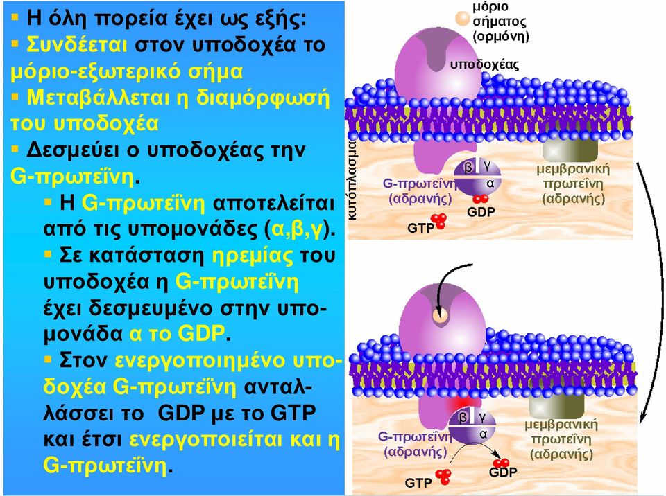 Η G-πρωτεΐνη αποτελείται από τις υποµονάδες (α,β,γ).