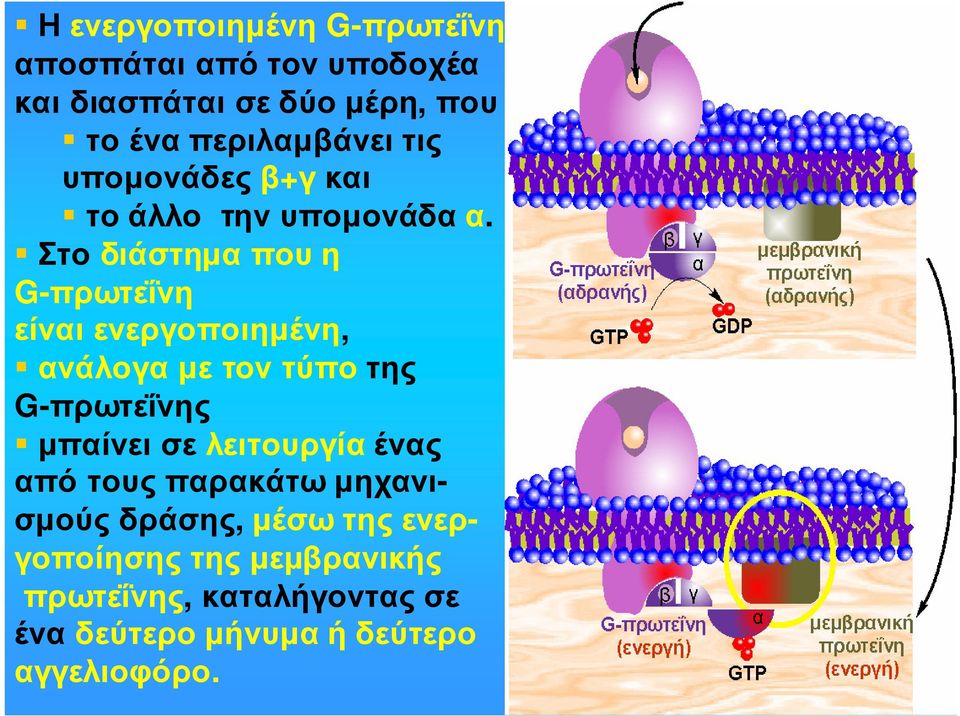 Στοδιάστηµαπουη G-πρωτεΐνη είναιενεργοποιηµένη, ανάλογαµετοντύποτης G-πρωτεΐνης µπαίνει σε