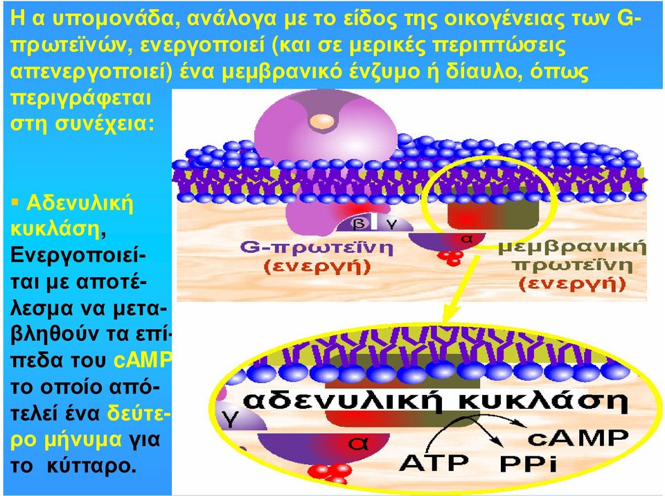 περιγράφεται στη συνέχεια: Αδενυλική κυκλάση, Ενεργοποιείται µε αποτέλεσµα να