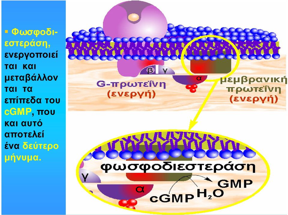 επίπεδα του cgμp, που και
