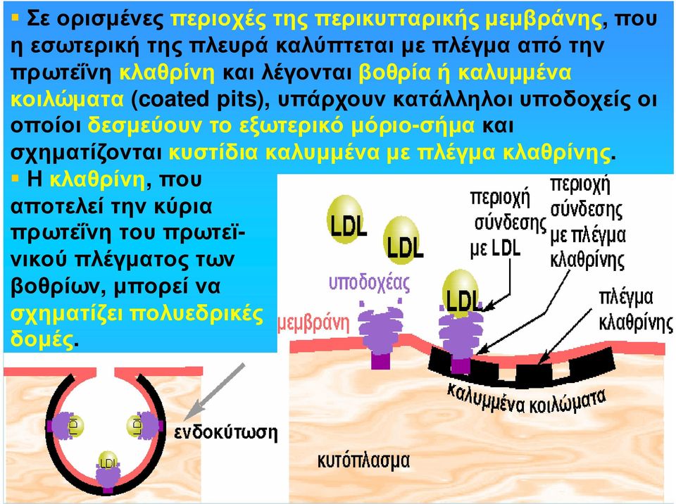 οποίοι δεσµεύουν το εξωτερικό µόριο-σήµα και σχηµατίζονται κυστίδια καλυµµένα µε πλέγµα κλαθρίνης.