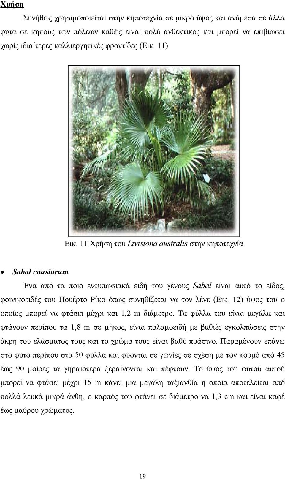 11 Χρήση του Livistona australis στην κηποτεχνία Sabal causiarum Ένα από τα ποιο εντυπωσιακά ειδή του γένους Sabal είναι αυτό το είδος, φοινικοειδές του Πουέρτο Ρίκο όπως συνηθίζεται να τον λένε (Εικ.