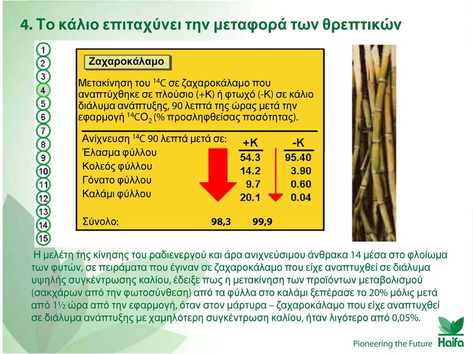 Ανίχνευση 14 C90 λεπτάμετάσε: Έλασμα φύλλου Κολεός φύλλου Γόνατο φύλλου Καλάμι φύλλου Σύνολο: 98,3 99,9 Η μελέτη της κίνησης του ραδιενεργού και άρα ανιχνεύσιμου άνθρακα 14 μέσα στο φλοίωμα των