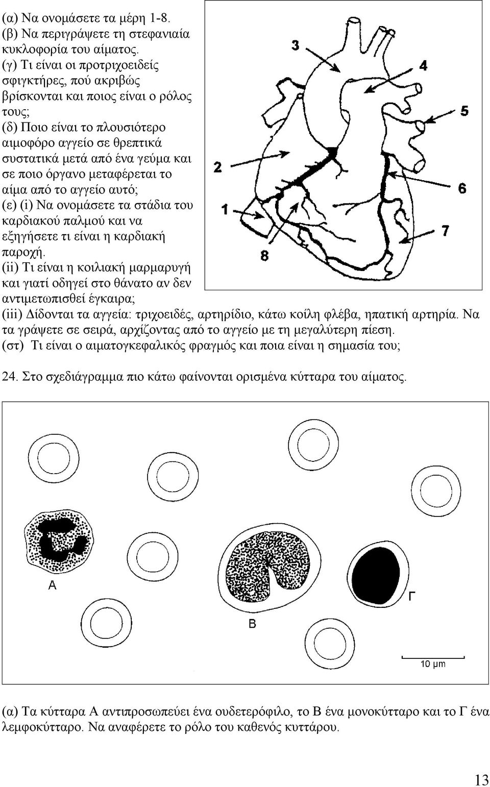 όργανο μεταφέρεται το αίμα από το αγγείο αυτό; (ε) (i) Να ονομάσετε τα στάδια του καρδιακού παλμού και να εξηγήσετε τι είναι η καρδιακή παροχή.