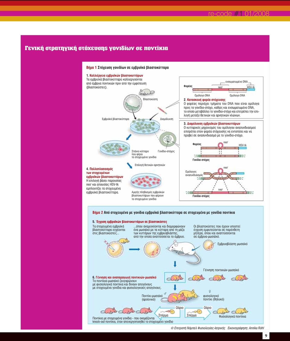 Φορέας neo r ενσωματωμένο DNA HSV-tk Εμβρυϊκά βλαστοκύτταρα Βλαστοκύστη Διαμόλυνση Ομόλογο DNA Ομόλογο DNA 2.