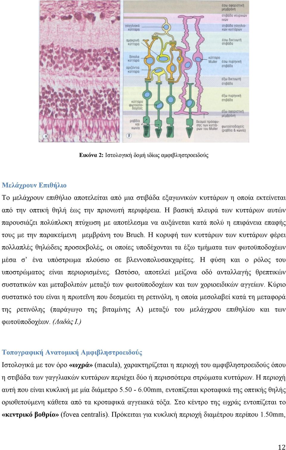 Η κορυφή των κυττάρων των κυττάρων φέρει πολλαπλές θηλώδεις προσεκβολές, οι οποίες υποδέχονται τα έξω τµήµατα των φωτοϋποδοχέων µέσα σ ένα υπόστρωµα πλούσιο σε βλεννοπολυσακχαρίτες.