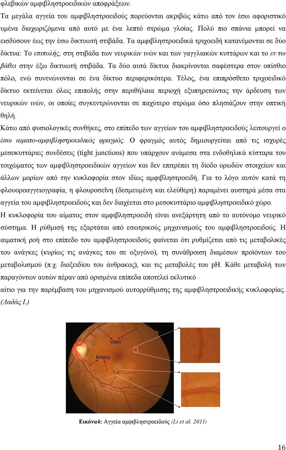 Τα αµφιβληστροειδικά τριχοειδή κατανέµονται σε δύο δίκτυα: Το επιπολής, στη στιβάδα των νευρικών ινών και των γαγγλιακών κυττάρων και το εν τω βάθει στην έξω δικτυωτή στιβάδα.