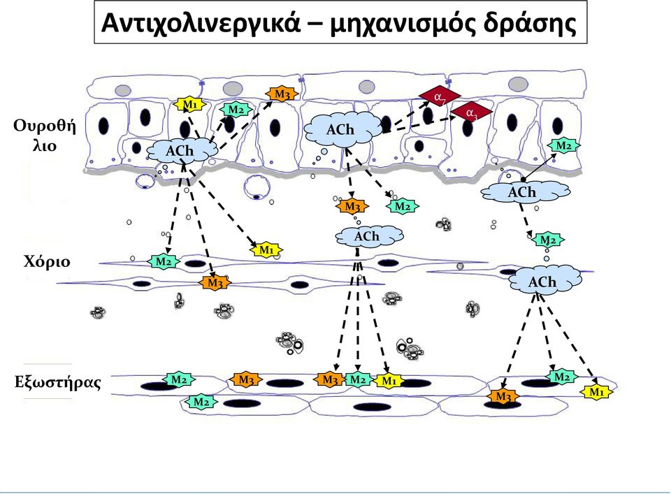 M2 M3 M2 ACh Χόριο M2 M3 M1 ACh M2