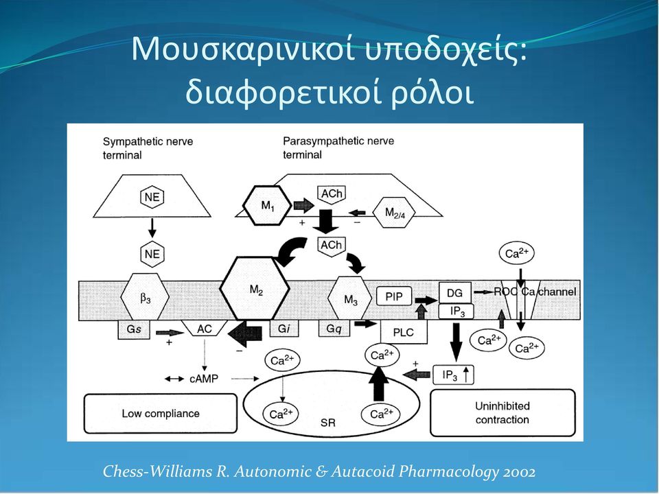 Chess-Williams R.