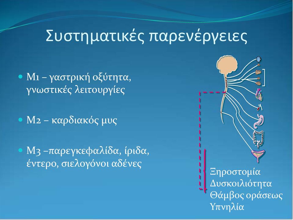 μυς Μ3 παρεγκεφαλίδα, ίριδα, έντερο,