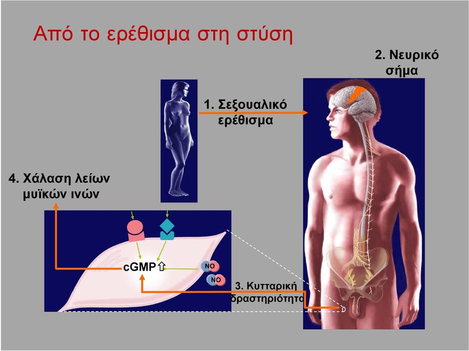 Σεξουαλικό ερέθισµα 4.