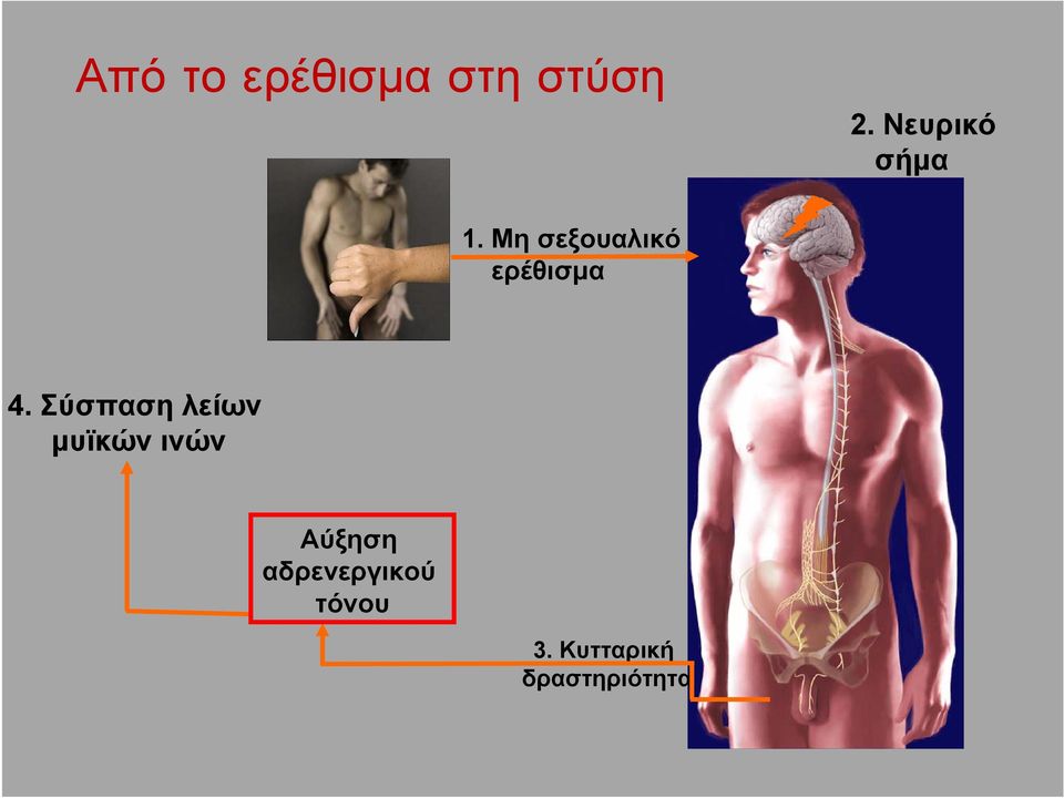 Μη σεξουαλικό ερέθισµα 4.