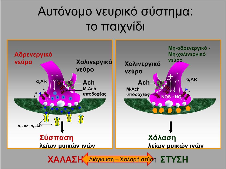 NOS Μη-αδρενεργικό - Μη-χολινεργικό νεύρο + - NO α 2 ΑR α 1 - και α 2 - ΑR