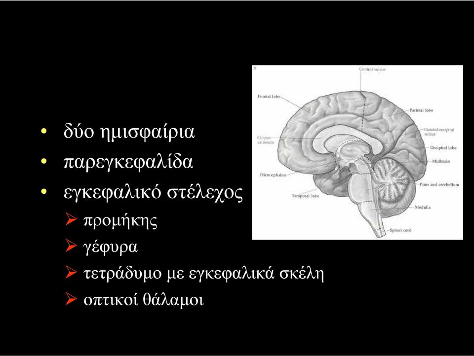 στέλεχος προµήκης γέφυρα