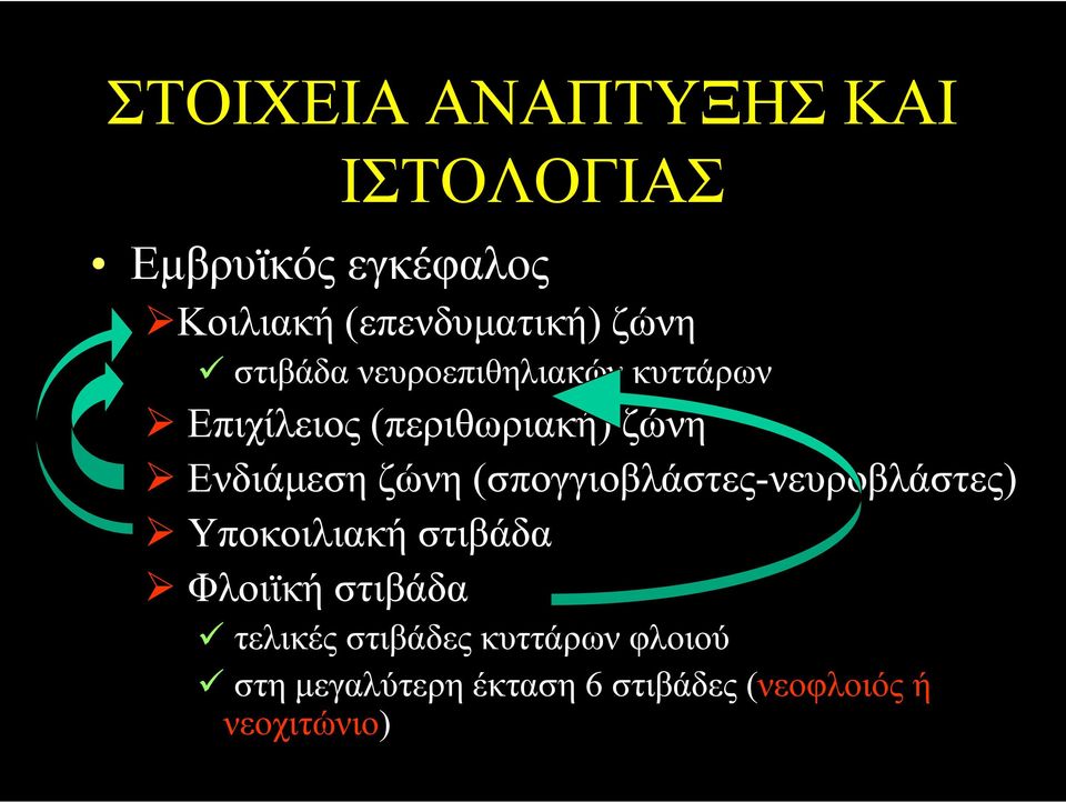 ζώνη (σπογγιοβλάστες-νευροβλάστες) Υποκοιλιακή στιβάδα Φλοιϊκή στιβάδα τελικές