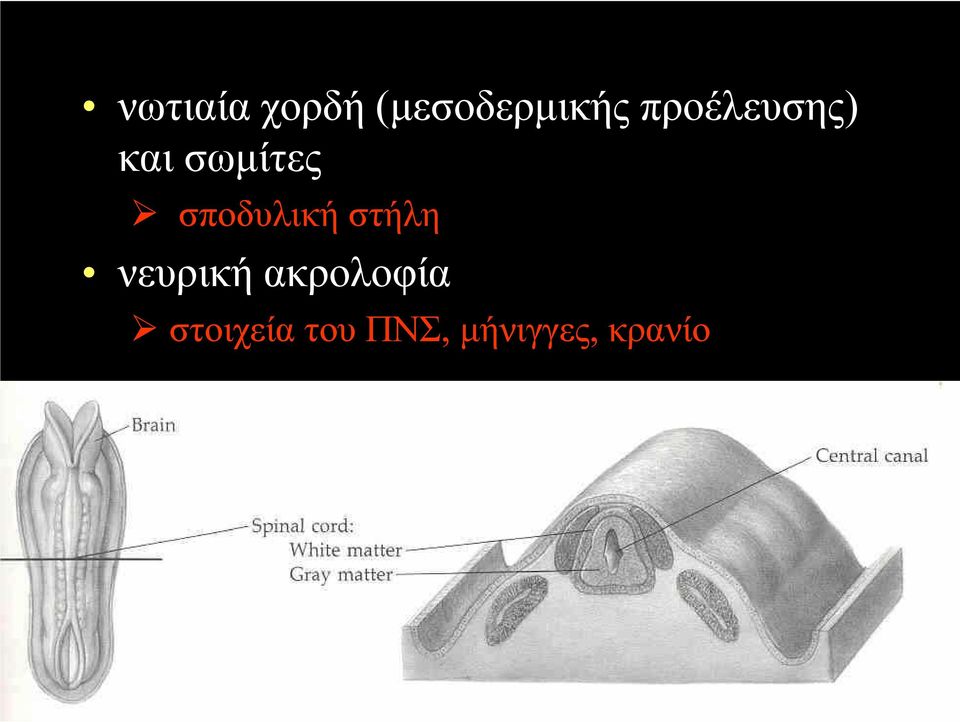 σποδυλική στήλη νευρική