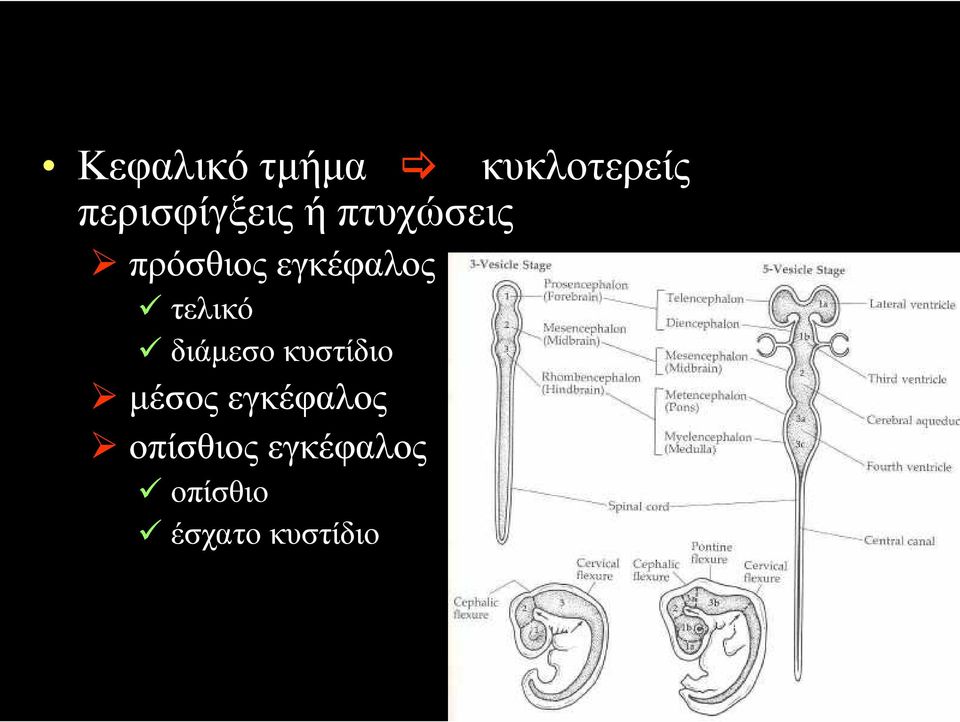εγκέφαλος τελικό διάµεσο κυστίδιο