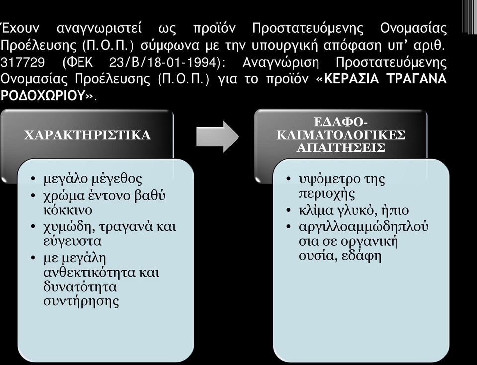 ΧΑΡΑΚΤΗΡΙΣΤΙΚΑ μεγάλο μέγεθος χρώμα έντονο βαθύ κόκκινο χυμώδη, τραγανά και εύγευστα με μεγάλη ανθεκτικότητα και δυνατότητα