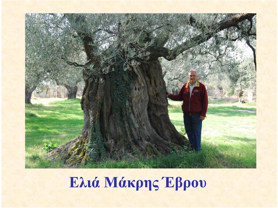 Έβρου