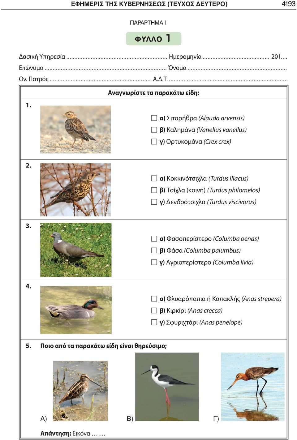 α) Κοκκινότσιχλα (Turdus iliacus) β) Tσίχλα (κοινή) (Turdus philomelos) γ) Δενδρότσιχλα (Turdus viscivorus) 3.