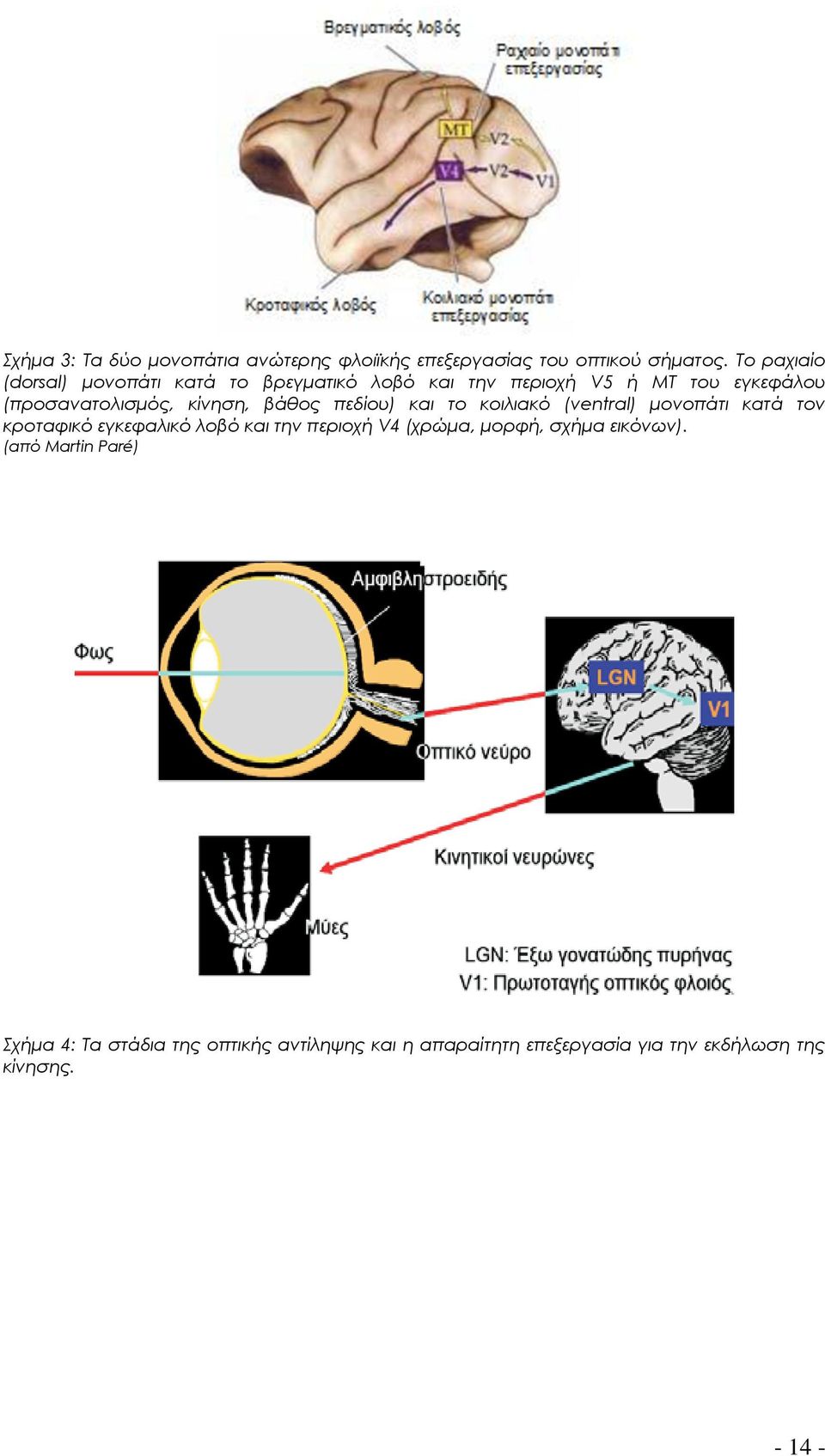 κίνηση, βάθος πεδίου) και το κοιλιακό (ventral) μονοπάτι κατά τον κροταφικό εγκεφαλικό λοβό και την περιοχή V4