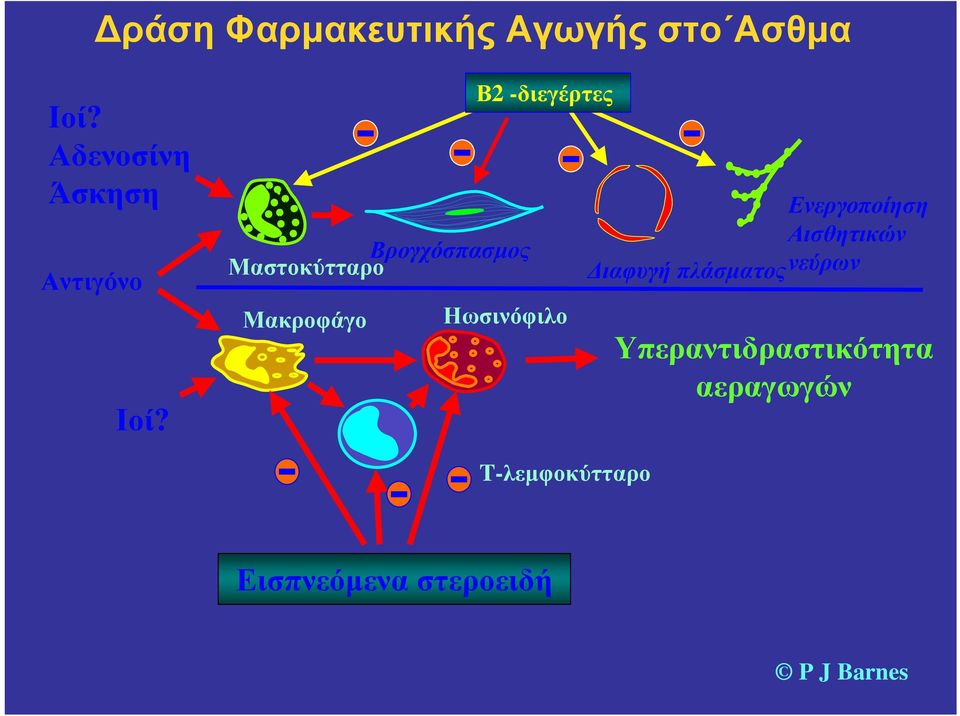 Μαστοκύτταρο Βρογχόσπασμος Μακροφάγο Β2 -διεγέρτες Ηωσινόφιλο