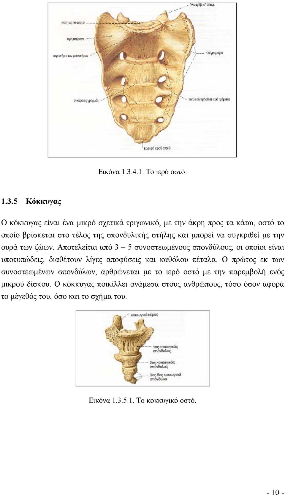5 Κόκκυγας Ο κόκκυγας είναι ένα µικρό σχετικά τριγωνικό, µε την άκρη προς τα κάτω, οστό το οποίο βρίσκεται στο τέλος της σπονδυλικής στήλης και
