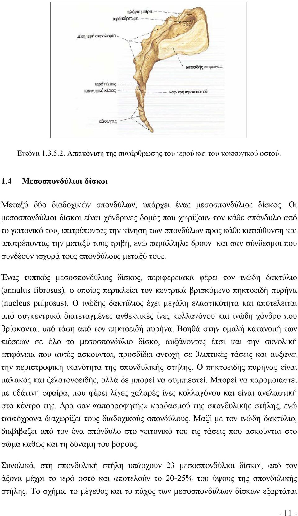 ενώ παράλληλα δρουν και σαν σύνδεσµοι που συνδέουν ισχυρά τους σπονδύλους µεταξύ τους.