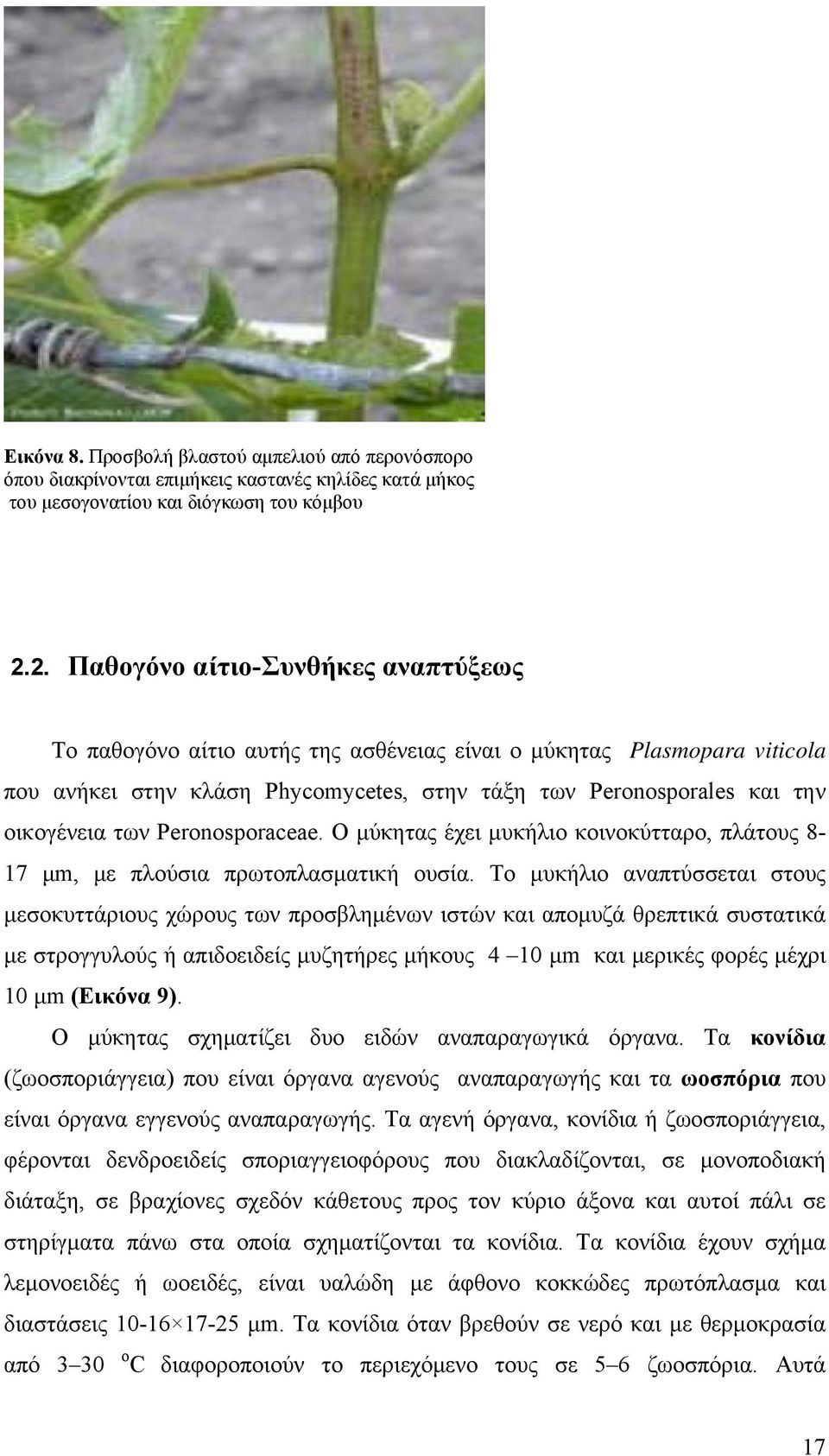 Peronosporaceae. Ο μύκητας έχει μυκήλιο κοινοκύτταρο, πλάτους 8-17 μm, με πλούσια πρωτοπλασματική ουσία.