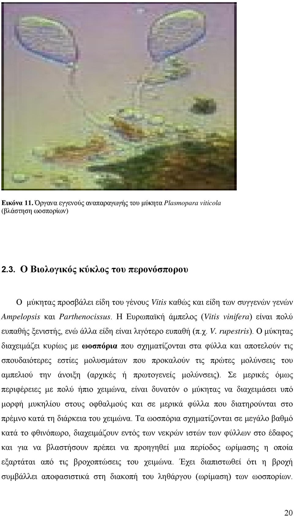 Η Ευρωπαϊκή άμπελος (Vitis vinifera) είναι πολύ ευπαθής ξενιστής, ενώ άλλα είδη είναι λιγότερο ευπαθή (π.χ. V. rupestris).