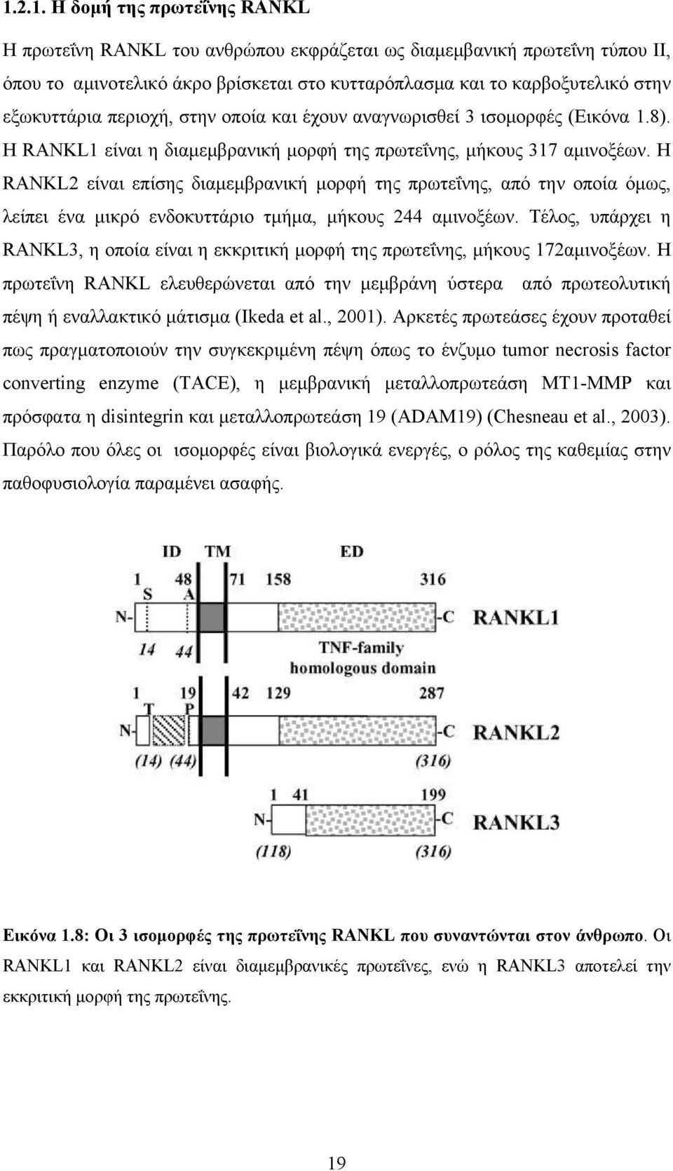 H RANKL2 είναι επίσης διαμεμβρανική μορφή της πρωτεΐνης, από την οποία όμως, λείπει ένα μικρό ενδοκυττάριο τμήμα, μήκους 244 αμινοξέων.