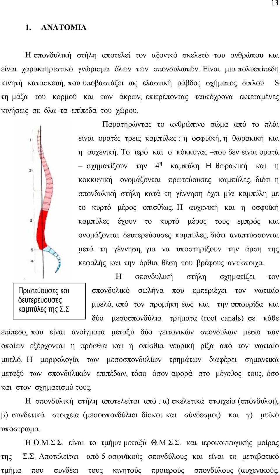 Παρατηρώντας το ανθρώπινο σώμα από το πλάι είναι ορατές τρεις καμπύλες : η οσφυϊκή, η θωρακική και η αυχενική. Το ιερό και ο κόκκυγας που δεν είναι ορατά σχηματίζουν την 4 η καμπύλη.