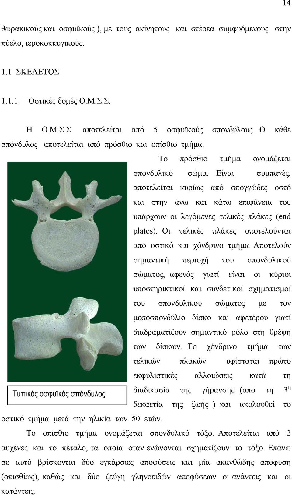 Είναι συμπαγές, αποτελείται κυρίως από σπογγώδες οστό και στην άνω και κάτω επιφάνεια του υπάρχουν οι λεγόμενες τελικές πλάκες (end plates).