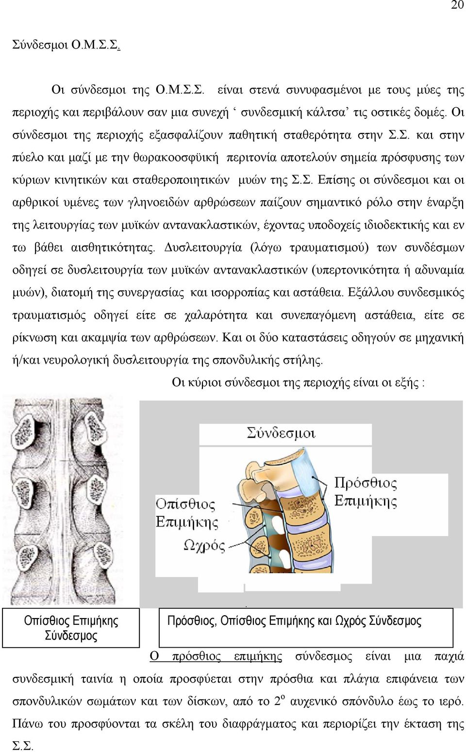 Σ. και στην πύελο και μαζί με την θωρακοοσφϋική περιτονία αποτελούν σημεία πρόσφυσης των κύριων κινητικών και σταθεροποιητικών μυών της Σ.Σ. Επίσης οι σύνδεσμοι και οι αρθρικοί υμένες των γληνοειδών