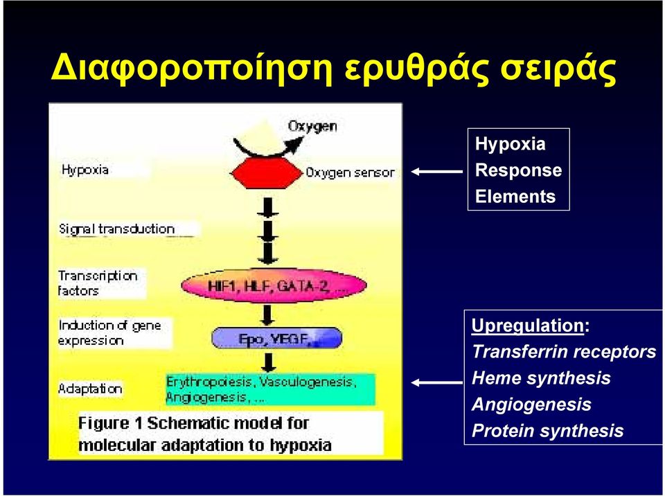 Upregulation: Transferrin