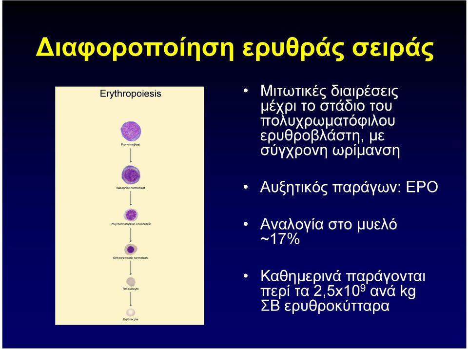 ωρίμανση Aυξητικός παράγων: ΕPO Αναλογία στο μυελό ~17%