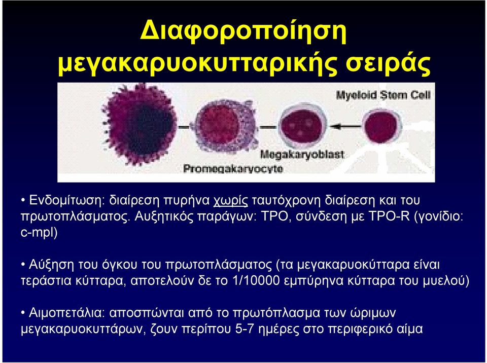 Αυξητικός παράγων: TPO, σύνδεση με TPO-R (γονίδιο: c-mpl) Αύξηση του όγκου του πρωτοπλάσματος (τα