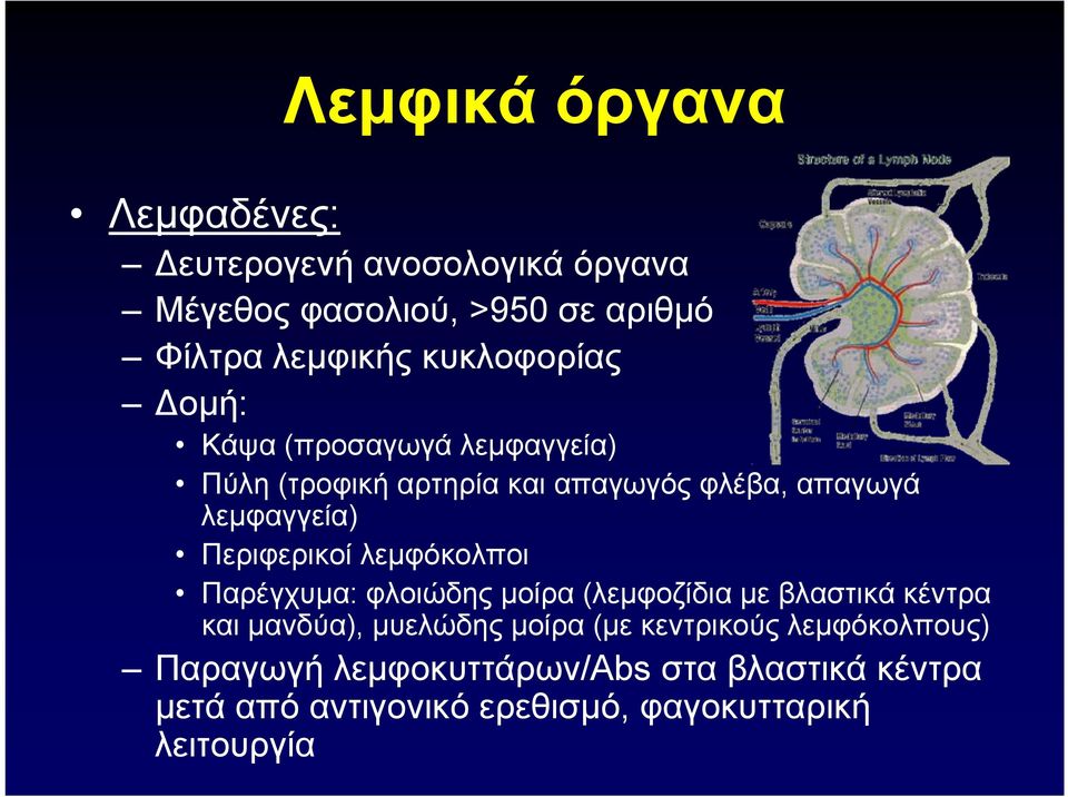 Περιφερικοί λεμφόκολποι Παρέγχυμα: φλοιώδης μοίρα (λεμφοζίδια με βλαστικά κέντρα και μανδύα), μυελώδης μοίρα (με