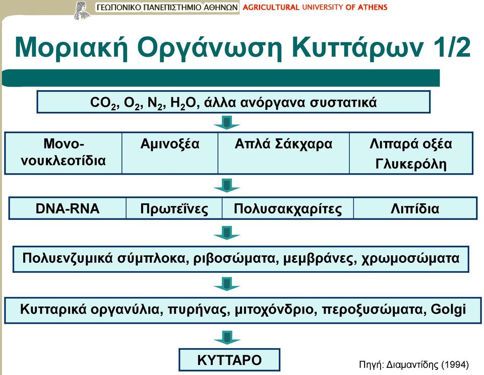 Πολυσακχαρίτες Λιπίδια Πολυενζυμικά σύμπλοκα, ριβοσώματα, μεμβράνες, χρωμοσώματα