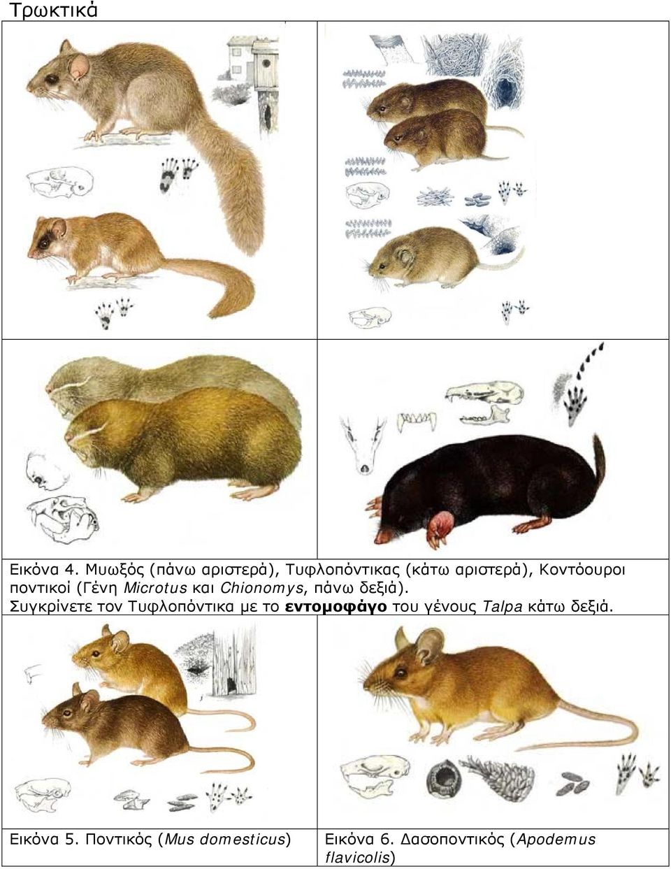 ποντικοί (Γένη Microtus και Chionomys, πάνω δεξιά).
