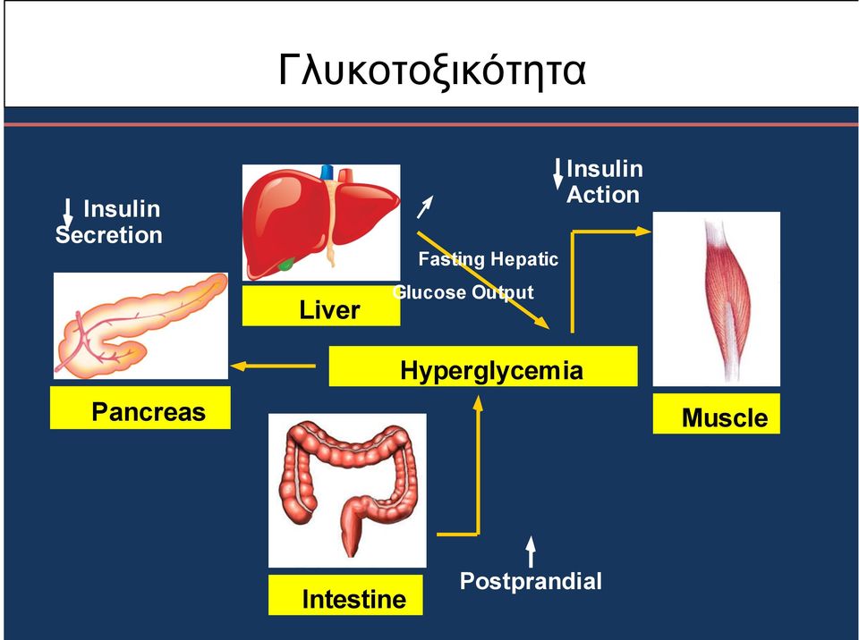 Output Insulin Action Pancreas